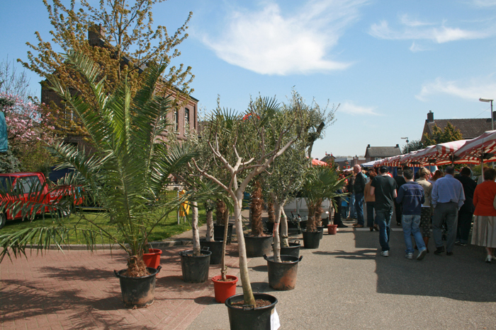 Exotische planten.