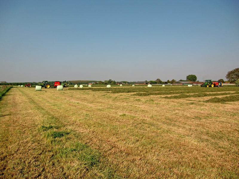 Het persen van grote balen voordroog in Deetere.