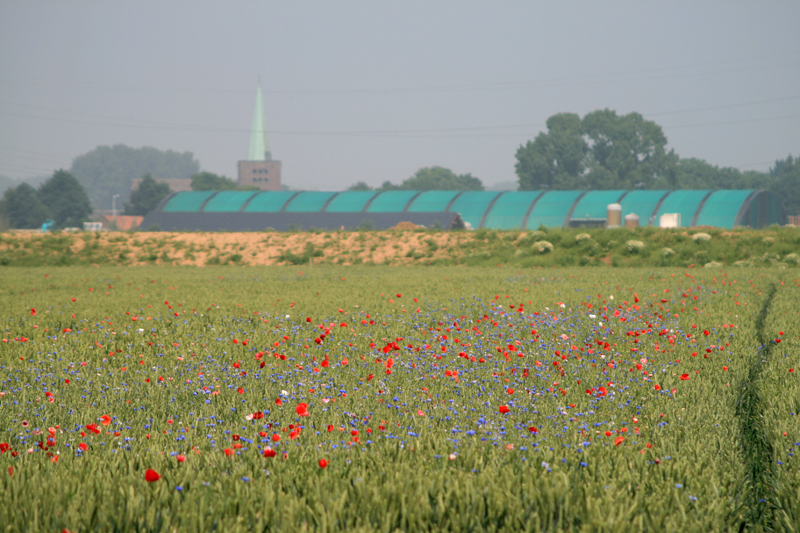 Korenbloemen en klaprozen in tarwe