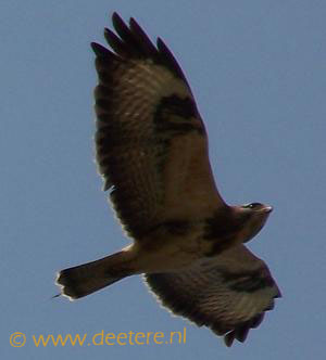 Buizerd beheerst het luchtruim boven Deetere.