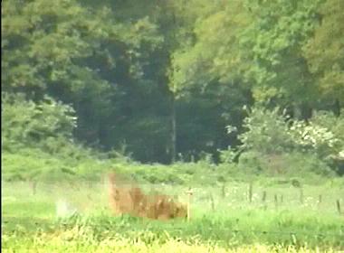 Granaat wordt tot ontploffing gebracht (foto 1)