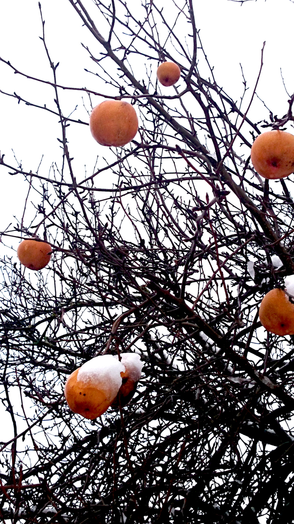 Paereplein 27 december 2014