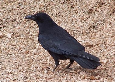 Kraaien zijn brutale vogels maar o zo bang voor de mens.