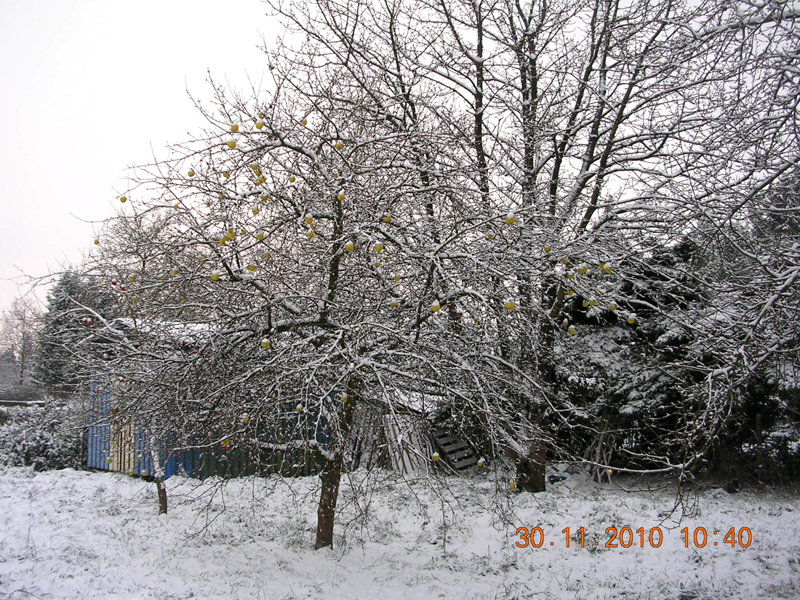 Winterse foto in Dieteren op 30 november 2010