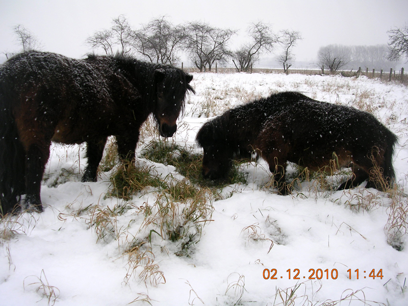 Winterse foto in Dieteren op 2 december 2010