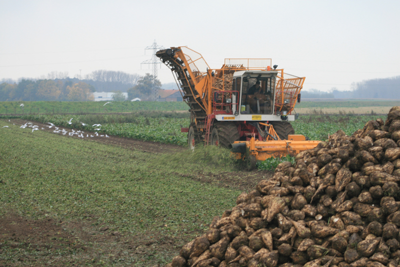 Bieten rooien in Deetere.