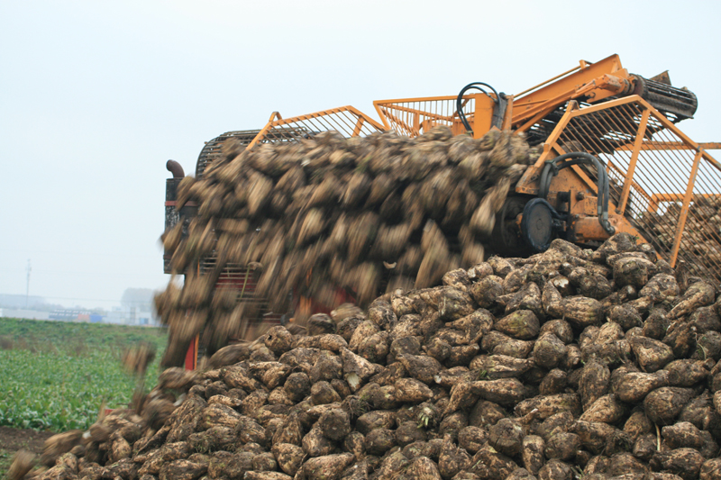 Bieten worden in afwachting van vervoer naar fabriek op grote hopen langs de weg gedeponeerd.