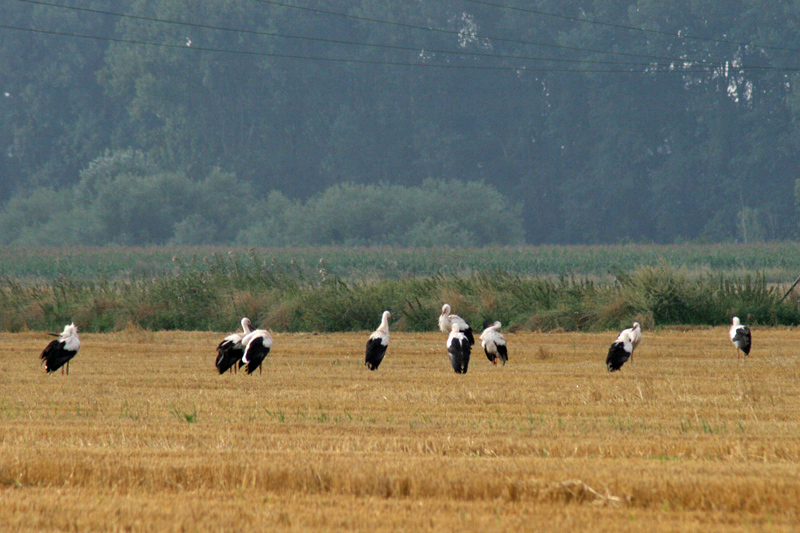 10 Ooievaars rusten uit in Dieteren (9 in beeld)