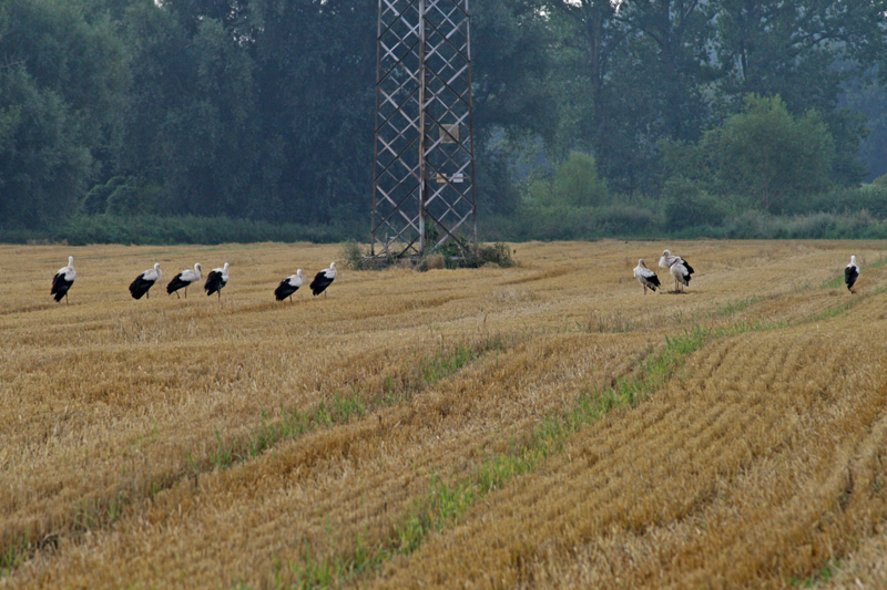 10 Ooievaars rusten uit in Dieteren