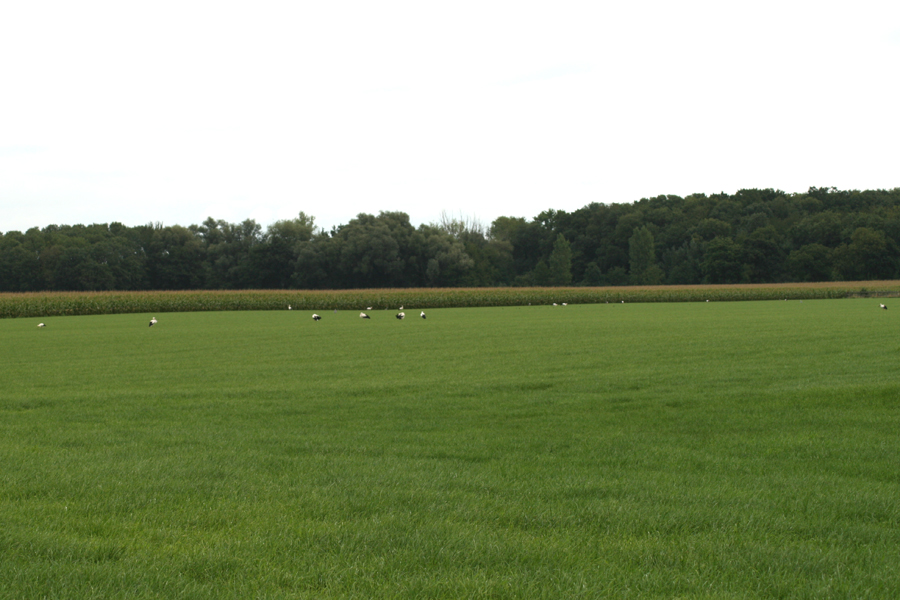 10 Ooievaars rusten uit in Dieteren