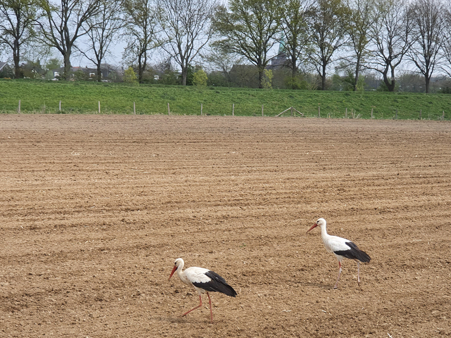 Paartje Ooievaars in Dieteren