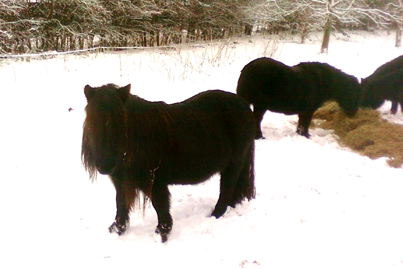 Winterse foto in Dieteren