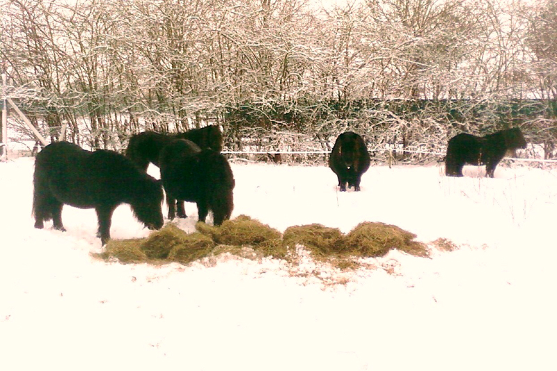 Winterse foto in Dieteren