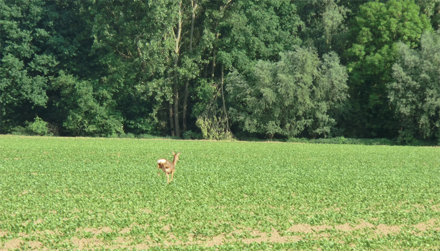 Ree steekt over via veld suikerbieten