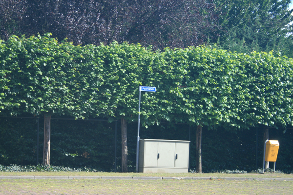 Paereplein begroeid.