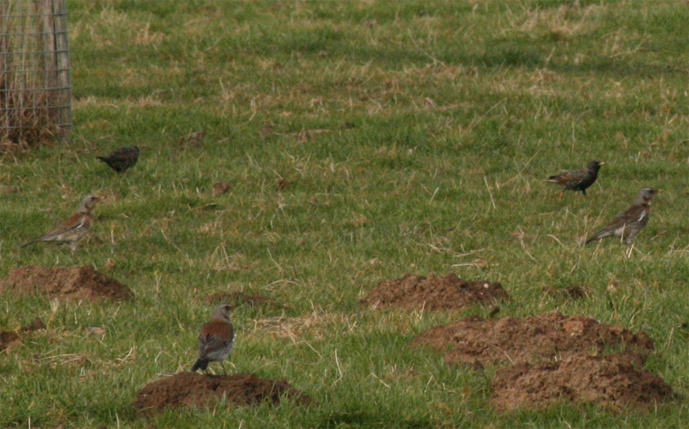 Trekvogels