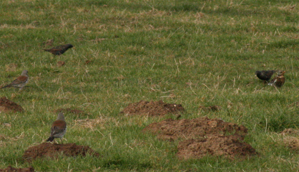 Trekvogels