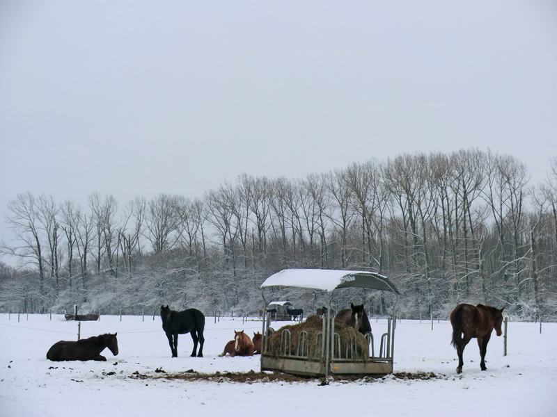 Winterse foto in Dieteren op 19 december 2010